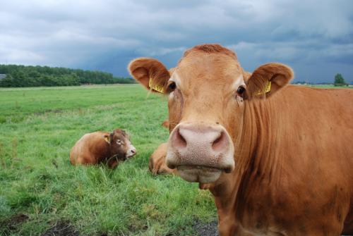 牛的重要营养素检查