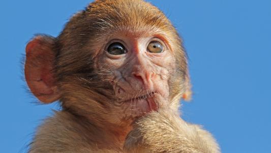 行为科学家在自由生活的阿萨姆猕猴上测试生物学原理