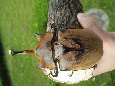 亚洲长角甲虫幼虫吃的是父母不能吃的植物组织