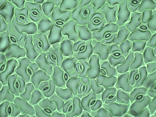 科学家发现在植物气孔发育过程中精确控制末端分裂