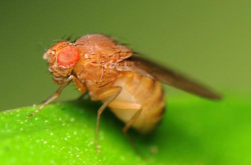 果蝇一生都会习惯它们的体型