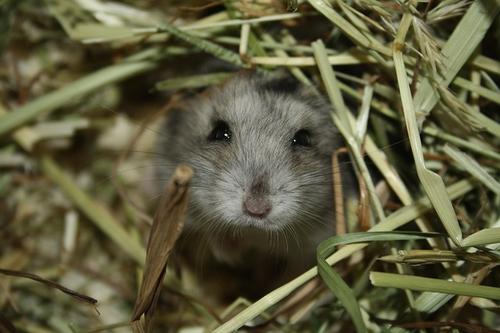 野生小鼠可以帮助将动物模型的结果转化为人类的结果