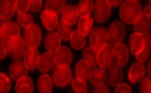 血液凝固因子可能有助于对抗多重耐药的超级细菌