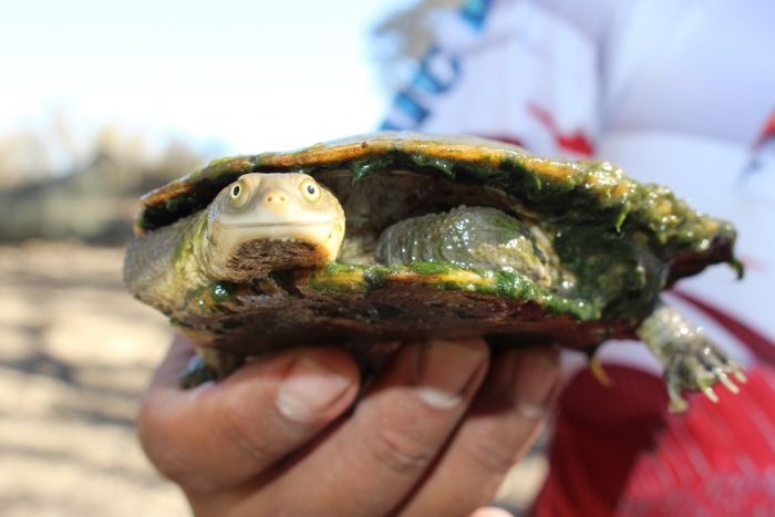 为了拯救受到威胁的澳大利亚物种 需要认识龟的作用