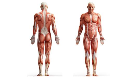 你的肌肉是如何形成的