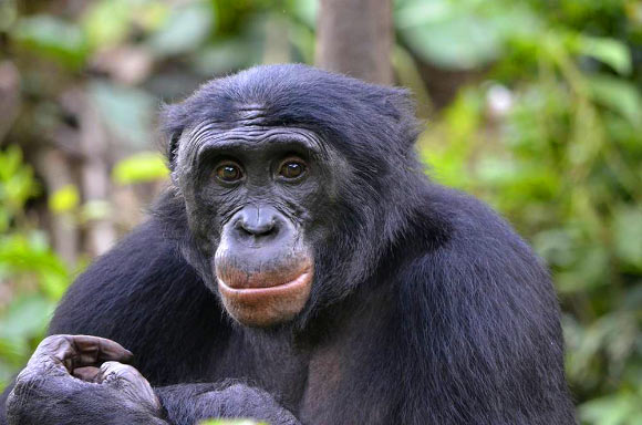 倭黑猩猩喜欢对助手进行庇护