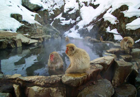 猕猴在温泉中沐浴 以减少寒冷的气候压力