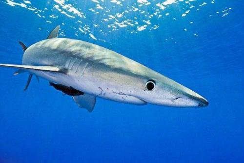蓝鲨使用漩涡来快速跟踪食物