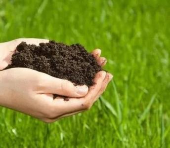 优化肥料来源和速率以避免根部死亡