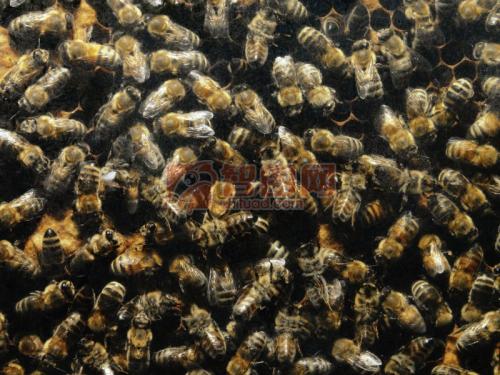 农药和营养不良形成蜜蜂的致命组合
