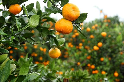 柑橘绿化的潜在治疗方法