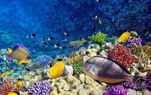 海洋学家揭示了海底生物与全球气候之间的联系