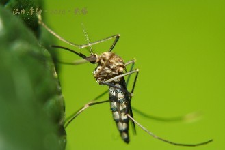 当我们用现代陷阱屠杀蚊子时花鸟会发生什么