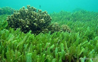 海藻养殖以应对气候变化