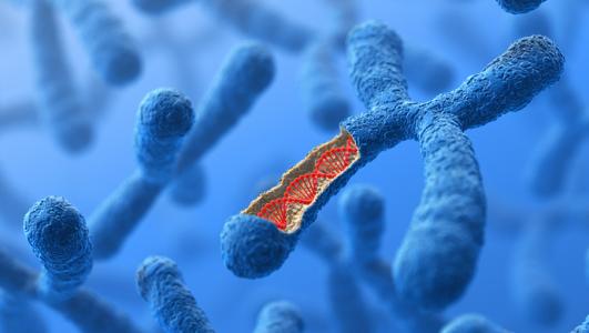 什么控制我们的染色体的技巧