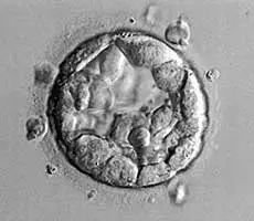 龟胚胎在决定自己的性别方面起着重要作用