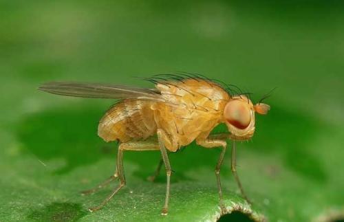 防止果蝇热诱发癫痫发作的基因可以解释一些人类癫痫发作