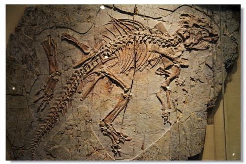研究人员在化石鸟中发现了4800万年前的脂质