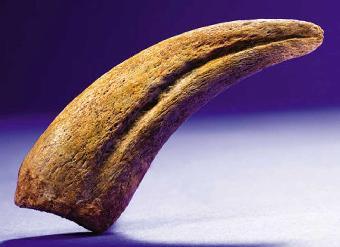 来自肯尼亚的化石牙齿解决了古老的猴子之谜