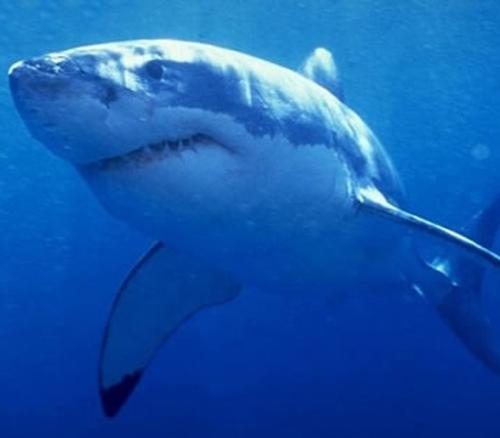 大白鲨基因组解码：掠食者在其遗传密码中具有关键的抗癌基因