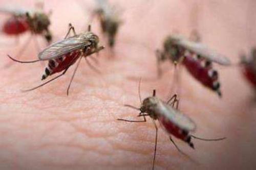杀虫剂预防疟疾温度依赖的功效