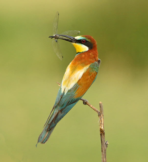 吃昆虫的鸟每年消耗400-500百万公吨的猎物
