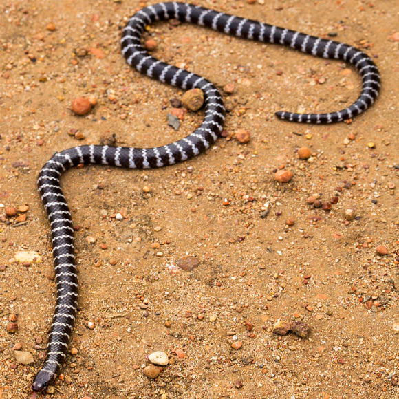 在澳大利亚发现的新毒蛇 Vermicella parscauda