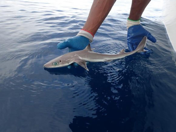 海洋生物学家发现新鲨鱼种类 Genie's Dogfish