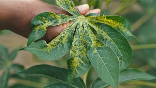 研究人员揭示了植物防御工具包和对抗作物病害的见解