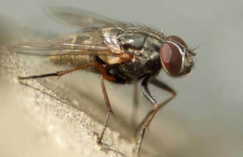 单个基因决定苍蝇是否具有良好的视觉感或良好的嗅觉