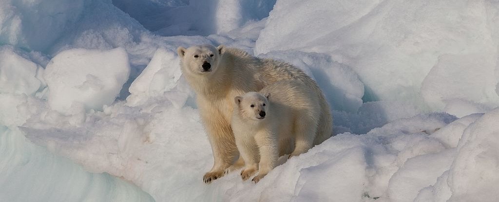 好消息 我们在地球上的某个地方找到了蓬勃发展的北极熊种群