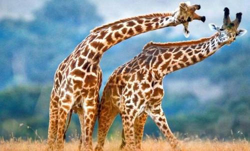 食肉动物和人类会影响长颈鹿的社交行为