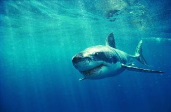 随着各国推动对海洋物种的保护 鲨鱼会感受到爱