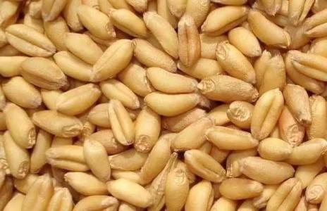 科学家们分离出影响小麦籽粒质量的基因