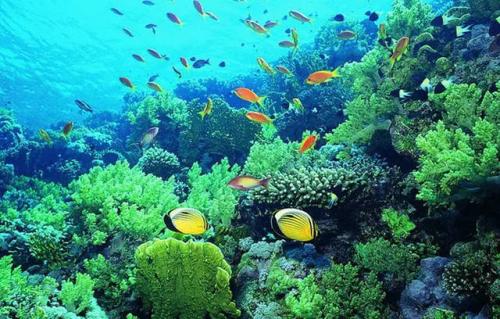 珊瑚礁鱼它们努力适应全球气候变化带来的温暖海洋温度