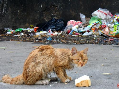 在布莱恩公园流行的流浪猫测试狂犬病阳性