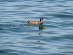 在康斯坦茨湖严重下降的鸟类