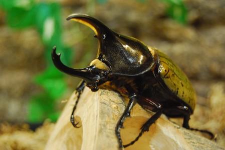 普通甲虫的肠道微生物组对森林有益 对生物能源有希望