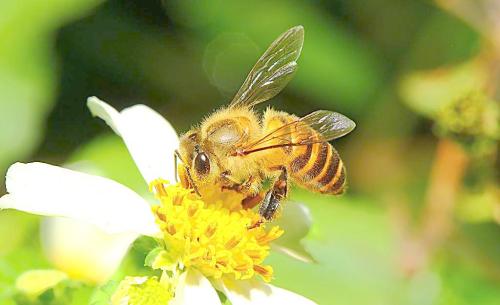 蜜蜂可以帮助监测城市的污染