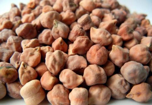 野生鹰嘴豆的基因组研究鉴定出有希望的特征