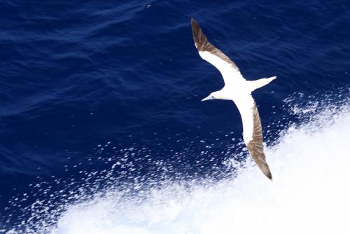 新研究揭示了海鸟摄入最致命的塑料垃圾