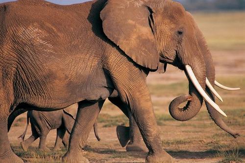 博茨瓦纳可以解除大象狩猎禁令 并将被淘汰的动物变成宠物食品
