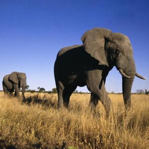 美国猎人聚会上出售的大象耳朵 河马皮靴和其他野生动物身体部位 非法 出售