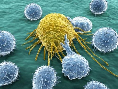 YCC科学家发现了帮助治疗多种癌症的关键