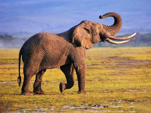 保护组织称 博茨瓦纳存在严重的大象偷猎问题