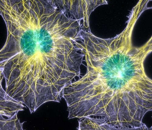 研究人员开发出快速分解细胞蛋白的新技术