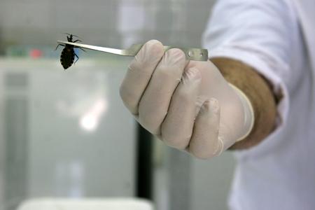 Chagas寄生虫被认为是无性繁殖