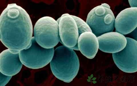 了解具有益生菌特性的酵母
