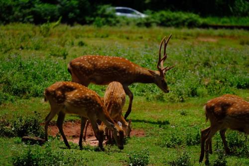 在人们可以吃东西之中 野生动植物会减