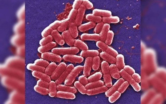 抗生素袭击时细菌会守住时间